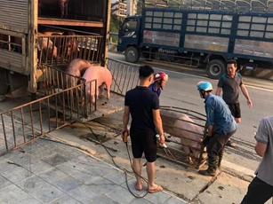Giá heo hơi ngày 6/12/2022: Miền Nam tăng 1.000 - 2.000 đồng/kg